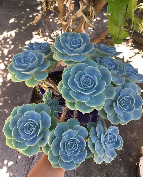 beautiful Trailing Echeveria Succulents