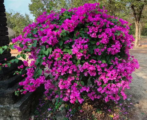 amazing Hardy Plants for The Desert That's Not a Cactus