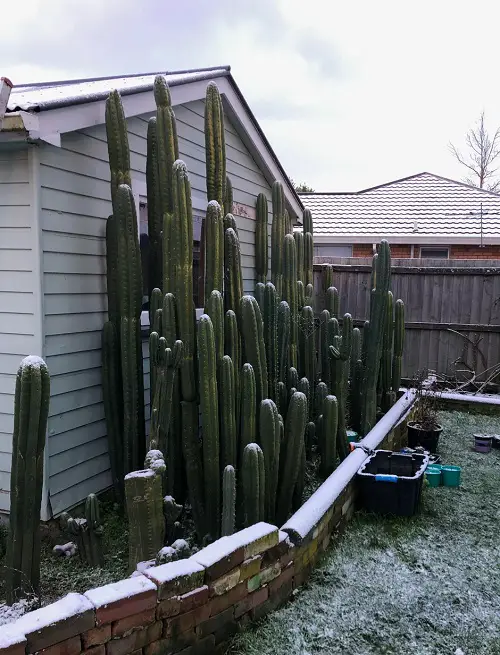 Can Cactus Survive The Winter