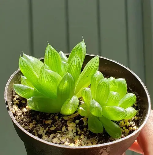 Cathedral Window Haworthia