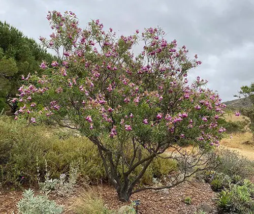 top Hardy Plants for The Desert That's Not a Cactus