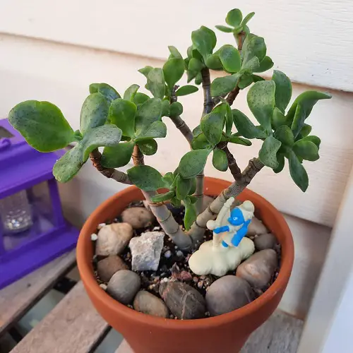 Blue Bird That Look Like Jade Plant