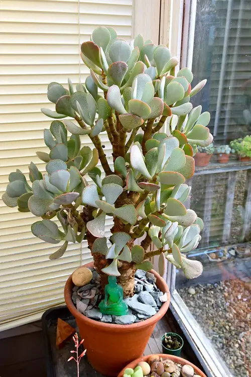 Silver Dollar Plant That Look Like Jade Plant