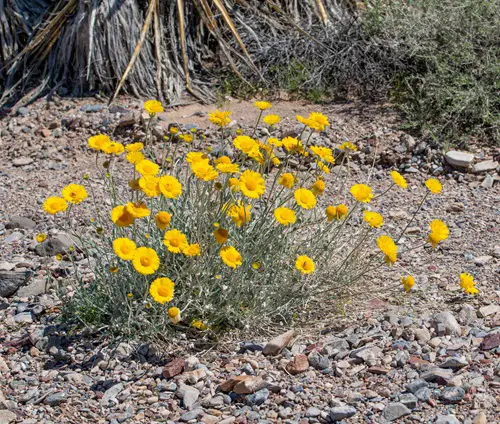 lovely Hardy Plants for The Desert That's Not a Cactus