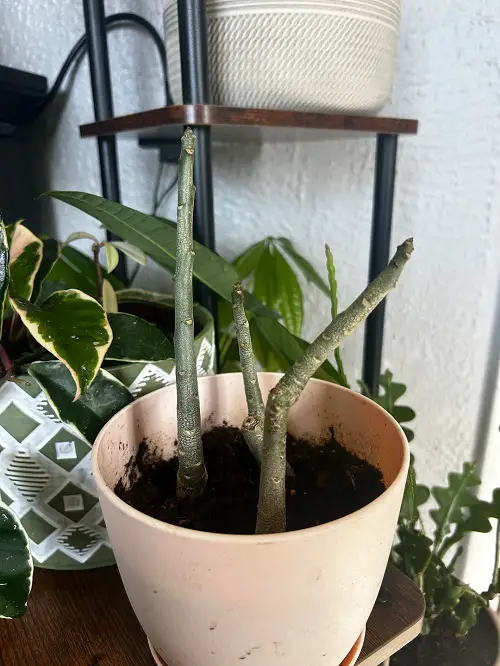 Desert Rose Plant Propagation