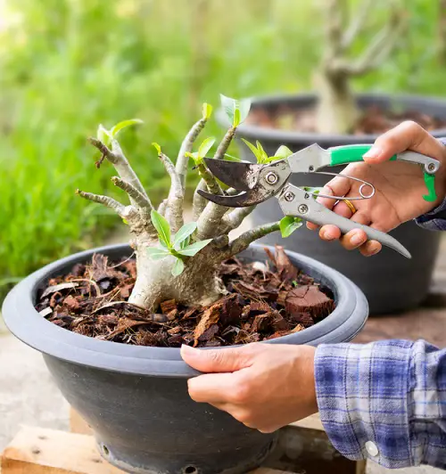 Growing Desert Pruning