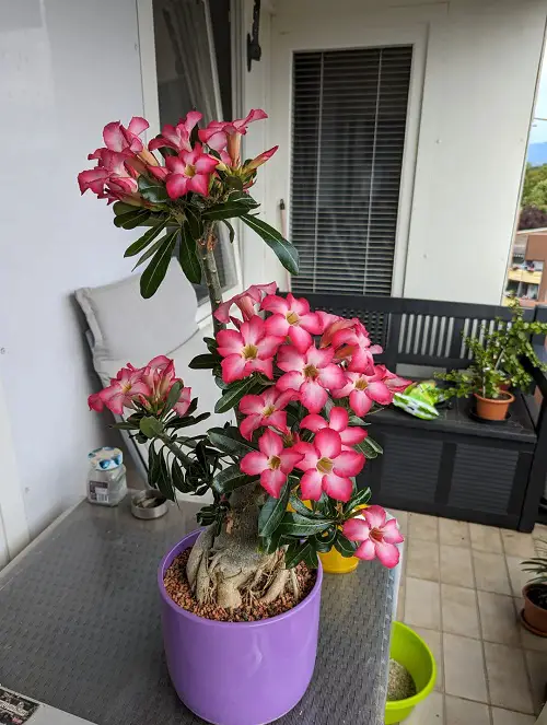 Desert Rose in pot