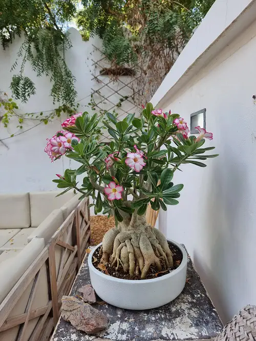 Growing Desert Rose indoor