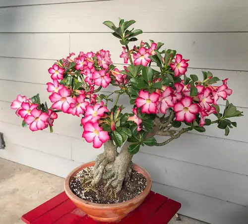 Desert Rose in pot outdoor