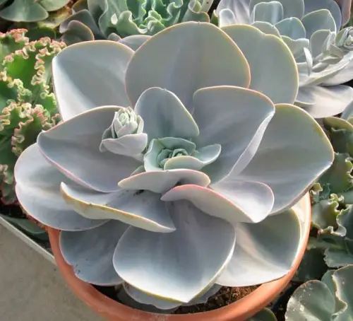 Biggest and Most Beautiful Echeverias to Grow 2