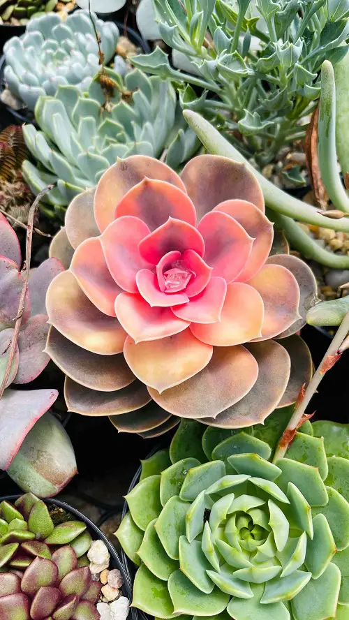 Echeveria ‘Rainbow’