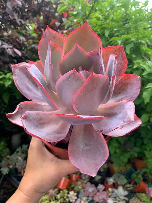 Biggest and Most Beautiful Echeverias to Grow 3