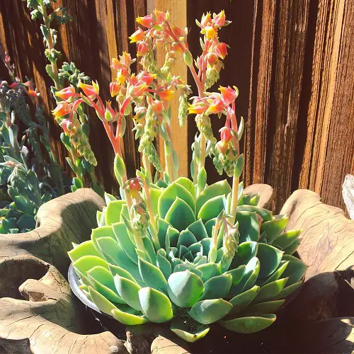  Echeverias to Grow in pot