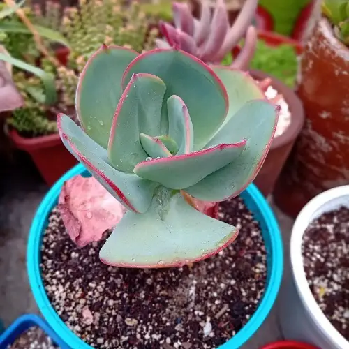 Echeveria 'Gigantea' in pot