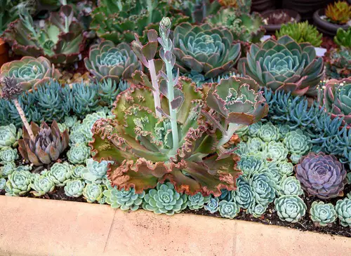 Echeveria 'Mauna Loa' in garden