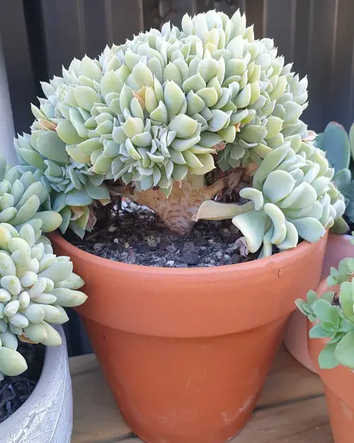 Echeveria 'Topsy Turvy' in pot