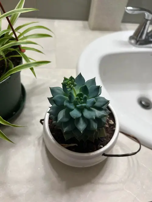 top Succulents you can grow in the Bathroom