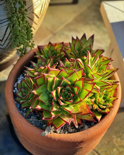  Echeverias to Grow in pot 3