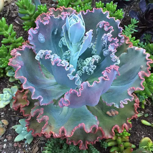 Biggest and Most Beautiful Echeverias to Grow 1