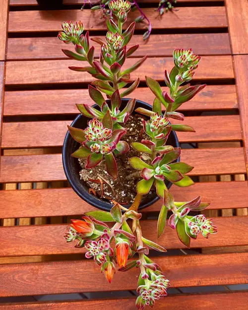 lovely Trailing Echeveria Succulents