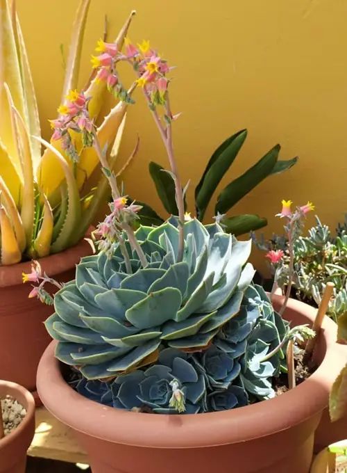 best Trailing Echeveria Succulents