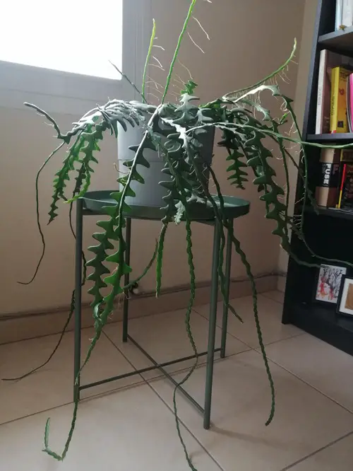 Fishbone Cactus Plant Lighting Requirements