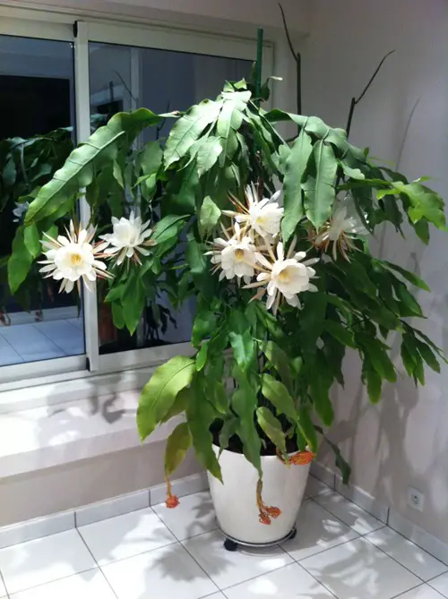 beautiful Cacti That Do Well in Shade