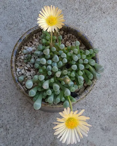 little African Succulent Plants