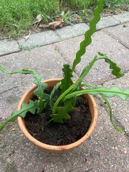 beautiful Cactus that Love Moist Soil