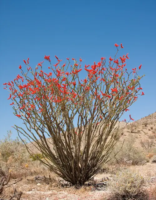 top Hardy Plants for The Desert That's Not a Cactus