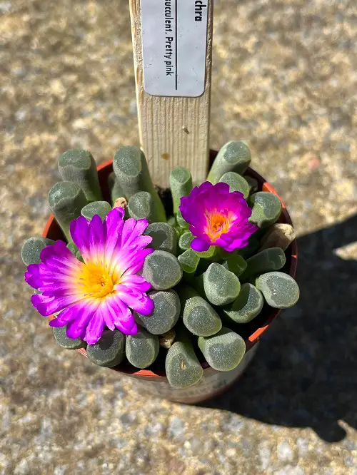 Fairy's Elephant Feet in pot