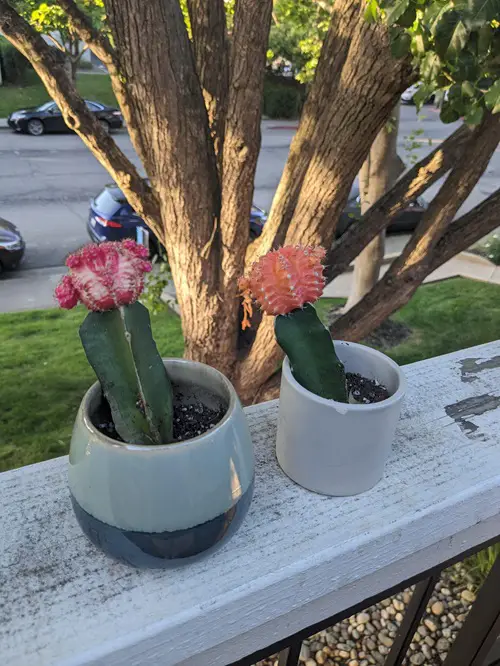 Cacti That Do Well in Shade