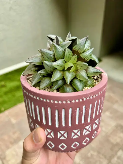 Haworthia Atrofusca indoor