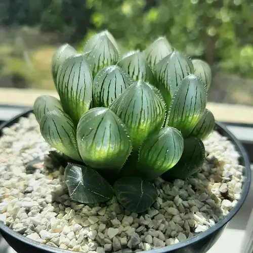 Succulents That Look Like Glass 1