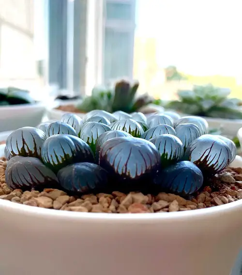 Succulents That Look Like Glass 2