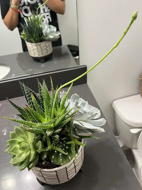 lovely Succulents you can grow in the Bathroom