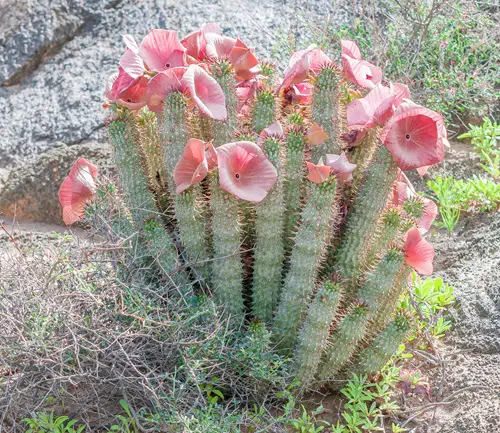 beautiful African Succulent Plants