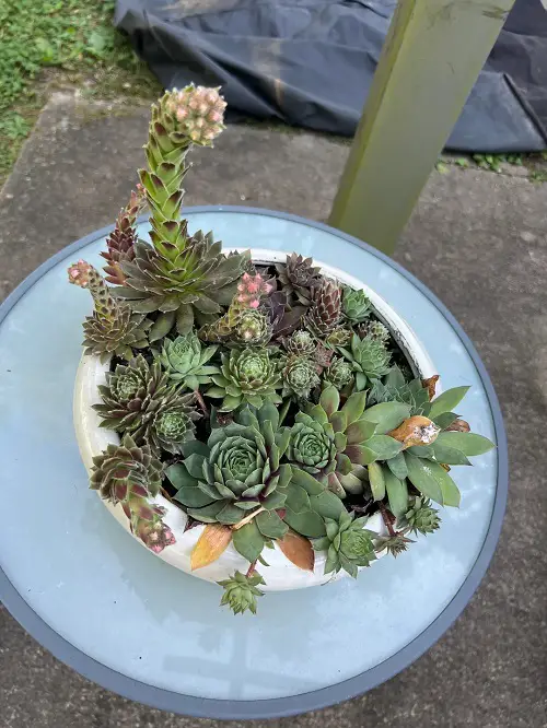 Houseleek in pot