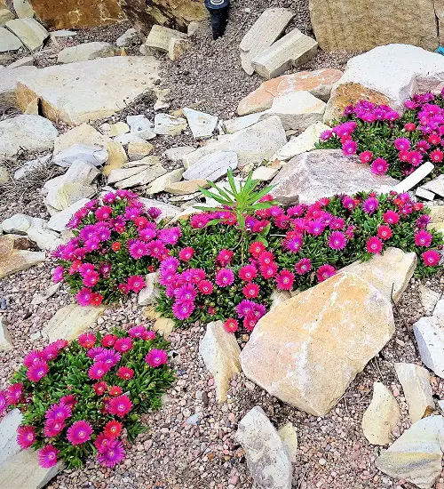 African Succulent Plants