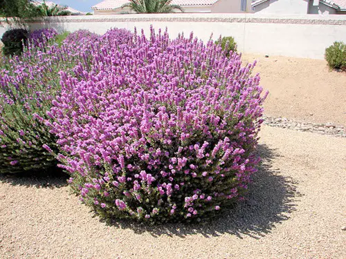 amazing Hardy Plants for The Desert That's Not a Cactus