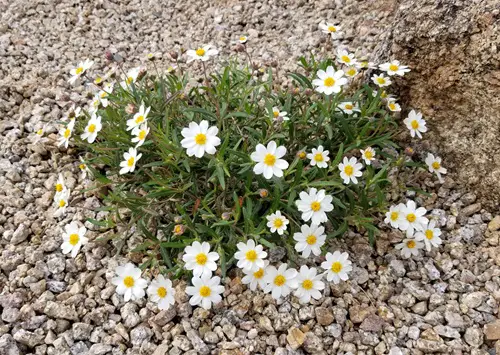 beautiful Hardy Plants for The Desert That's Not a Cactus