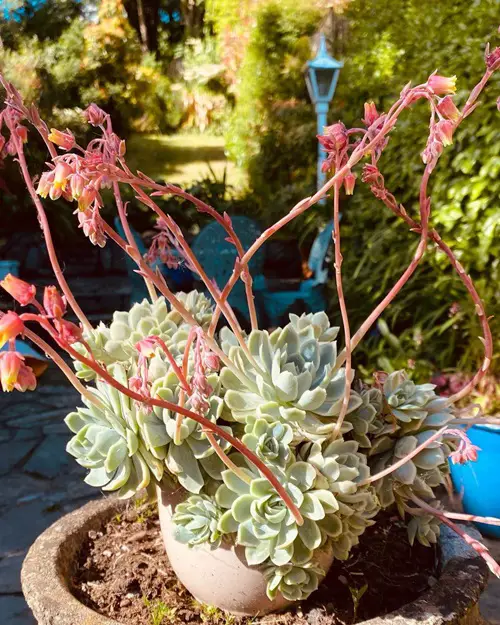 Trailing Echeveria Succulents