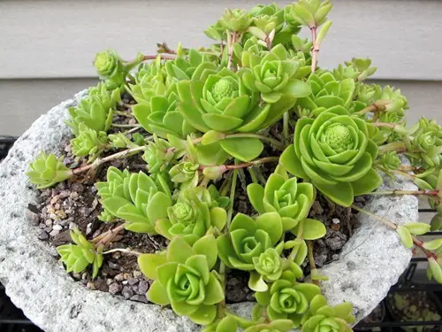 Types of Orostachys Succulents