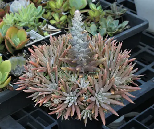 Types of Orostachys Succulents