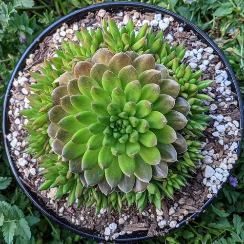 best Types of Orostachys Succulents