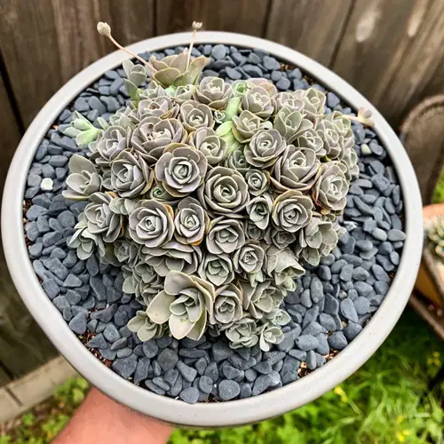 amazing Types of Orostachys Succulents