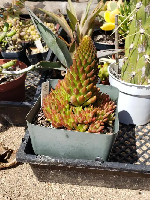 lovely Types of Orostachys Succulents