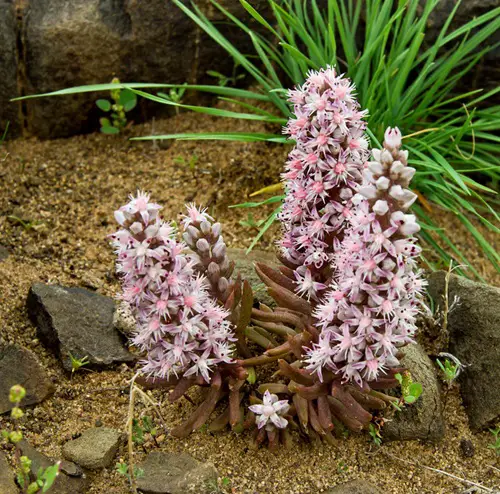 top Types of Orostachys Succulents