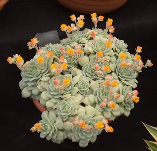 Trailing Echeveria Succulents