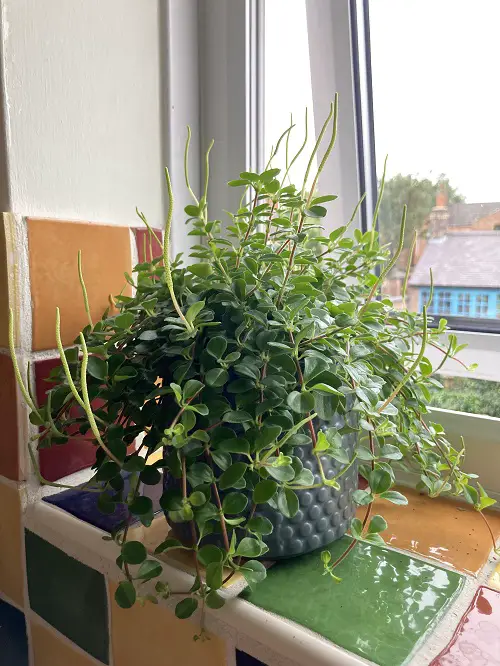 Trailing Jade That Look Like Jade Plant